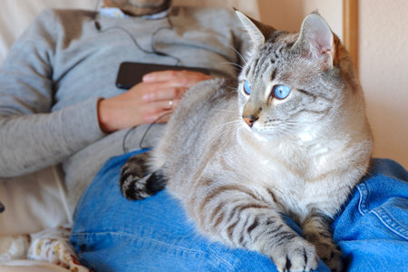 Lovely cat with blue eyes sitting on the legs of a man in the chair at apartmentの写真素材