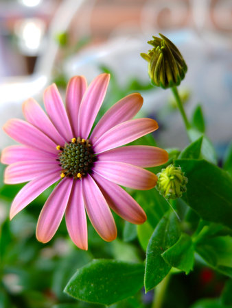 Close up on pink marguerite daisy flower of faded colourの写真素材
