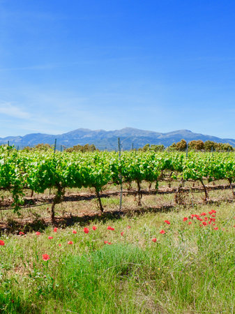 Vertical view on wine yard. Lines of growing leafy vines. Viticulture in Somontano de Barbastro wine region, Huesca, Aragon, Spainの写真素材