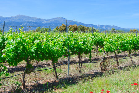 Wine yard farming field. Lines of growing leafy vines. viticulture in Somontano de Barbastro wine region, Huesca, Aragon, Spainの写真素材