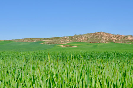 Agricultural field with planted grain at springtime. Vibrant greenery, lined planting in Guadalajara, Spainの写真素材