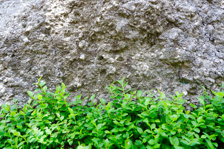 Vivid greenery against natural rock in forest at summertime in Soria region. Vibrant green plants growing in national park in Spain. Background, copy space.の写真素材