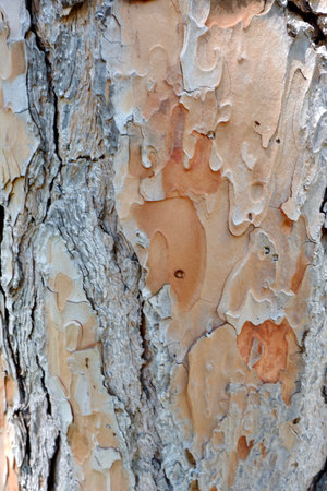 Bark of aged pine tree growing outsideの写真素材