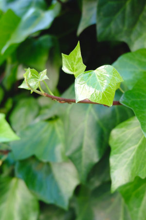 Ivy vine growing outside on blurry green background. Vertical photoの写真素材