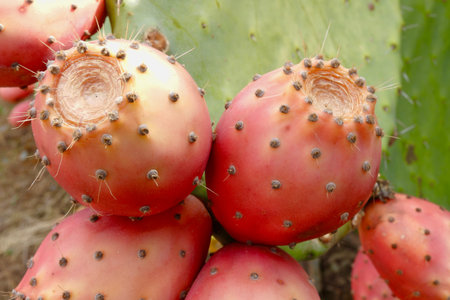 Red fruits of prickly pear cactus growing outside in wilderness, Portugal, Europeの写真素材
