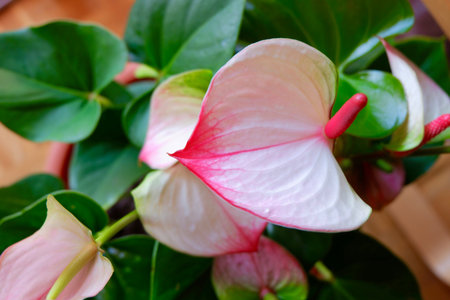 White flower of anthurium with pink border and stamen. House plant growing inside.の写真素材