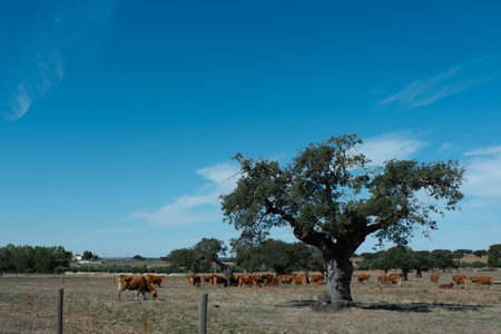 Corkwood tree (Commiphora) on the rural field in Portugalの写真素材