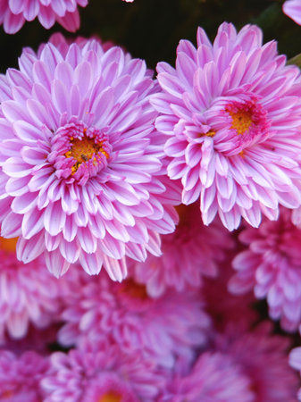 Close up on pink chrysanthemum growing in garden yard outsideの写真素材