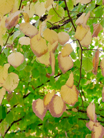 Yellow dry linden foliage on green background outside in Spain. Autumnal backgroundの写真素材