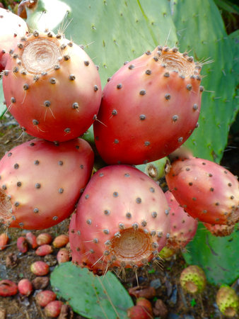 Close-up on prickly pear cactus with red ripe fruitsの写真素材