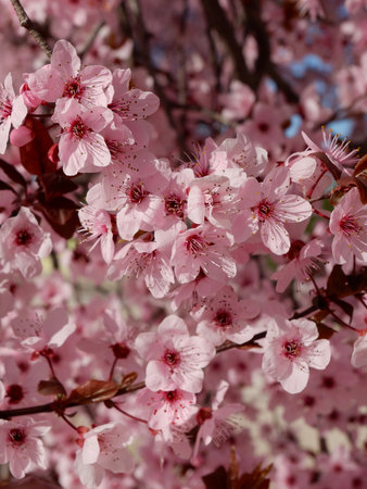 Selective focus on vibrant pink sakura flowers outside in the garden. Romantic floral backgroundの写真素材