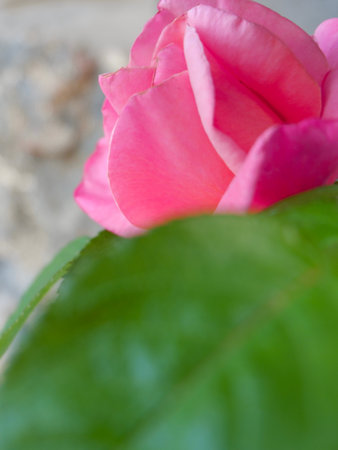 Blurred background with pink rose head. Selective focusの写真素材