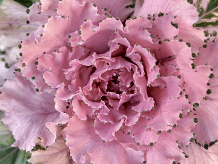 Cabbage flower head of faded pink colour outside in the garden.の写真素材