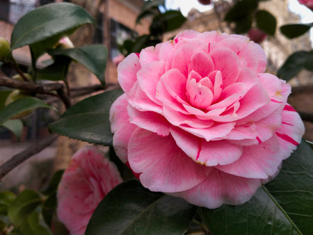 Japanese camellia growing outside in the secret garden at springtime in downtown Madrid, Spain.の写真素材