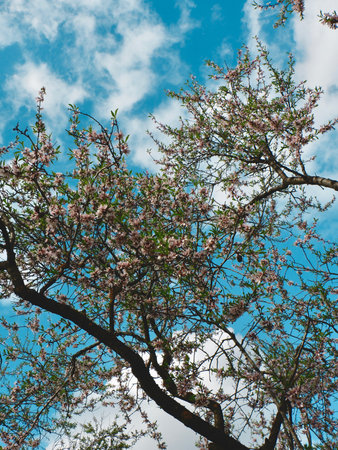 Looking up into a tree of almond blossom against vivid blue sky with clouds. Madrid city park "Quinta de los molinos" in spring, Spain. Vertical photoの写真素材