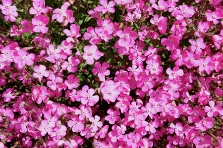 Vivid pink flowers of viscaria occulata plant also known as rose of heaven in the internal yard outside. For backgrounds and backdropsの写真素材