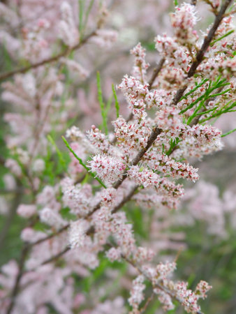 Blooms of four stamen tamarisk growing outside in the garden. Faded pink colour. For backgrounds and backdropsの写真素材