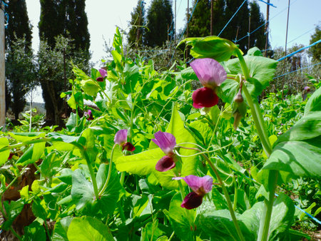 Vivid violet flower of the sweet pea plant growing outside in the internal yard. Young blooms of cultivated beans.の写真素材