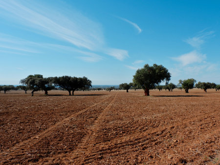 Rural field with red soil and cork trees on the horizon in Portugal. Corkwood treesの写真素材
