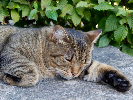 Close up on a cat sleeping outside on the grey stone in internal yard.の写真素材