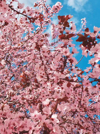 Springtime pink floral background. Pastel and soft floral card with sakura flowers.の写真素材