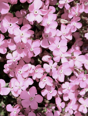 Faded pink flower backdrop. Viscaria occulata small flowers growing outside.の写真素材