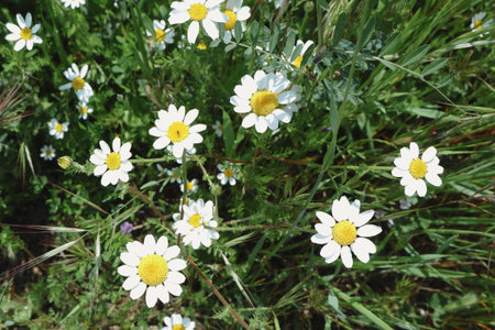 White daisy flowers growing on green field outside at daytime.の写真素材