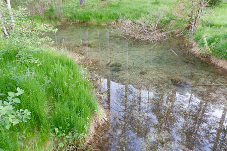 Crystal clean water of the river in the green forest at summertime in Bielsa, Huesca, Aragon, Spain.の写真素材