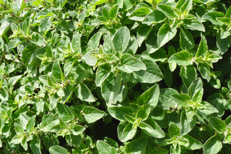 Fresh green oregano plant growing wild under the sun outside in the garden. Spain, mediterranean cuisine.の写真素材