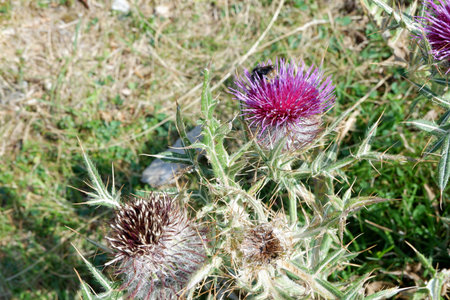 Violet flower of milk thistle growing wild in the nature. Fresh and dry foliage.の写真素材
