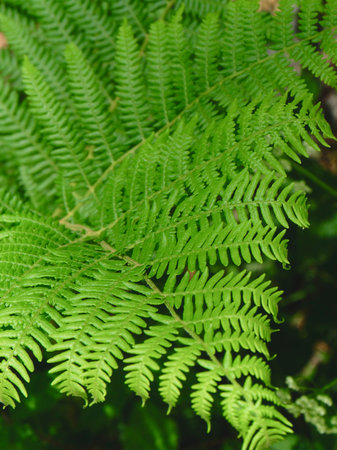 Green fern leaves outside in the wild forest for backgrounds and backdrops. Selective focus. Vertical photo.の写真素材