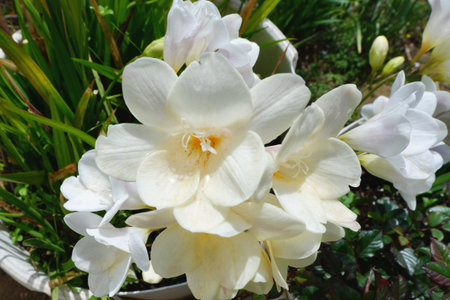 White gentle freesia growing outside in the internal yard. Gardening seasonの写真素材