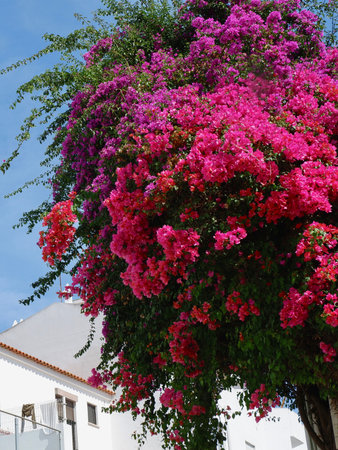 Bush of vivid bougainvillea of violet and red colors outside on the streets of Lagos, Portugal.の写真素材