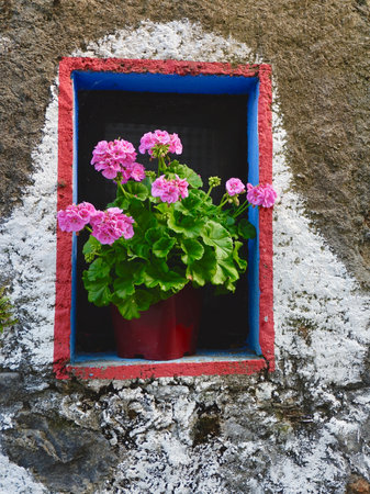 Close up of blooming flowers in pot in the small window, Spain. vertical pictureの写真素材
