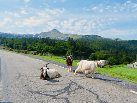 Domesticated goats rest on the roadway against colorful panoramic landscape of the French Pyrenees mountain edge.の写真素材