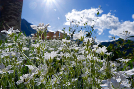 White cosmos flowers with pastel light stems grow on the spring field against sun rays and blue sky in Accous, France.の写真素材