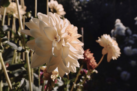 Dahlia flower of faded color growing outside. Vintage styled photo with copy space. Nature background, backdrop.の写真素材