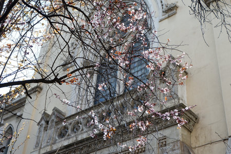 Blooming plum tree against urban background in Madrid, Spain.の写真素材