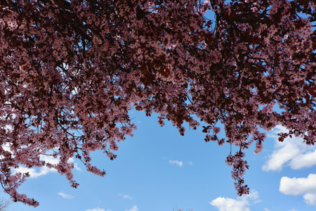 In a serene park, vibrant pink cherry blossoms create a picturesque canopy against a clear blue sky dotted with white clouds, evoking the beauty of springtime.の写真素材