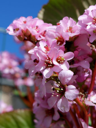 Bright clusters of pink flowers are in full bloom, showcasing their delicate petals and vibrant colors under a clear blue sky. Nearby greenery adds contrast to the scene.の写真素材