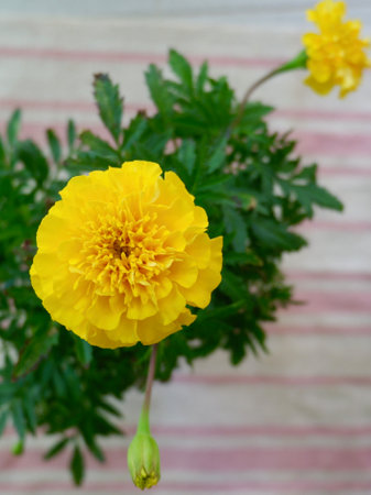 A vibrant yellow marigold flower stands out against lush green leaves, creating a cheerful focal point in a softly striped background. The flower captures attention with its layered petals.の写真素材