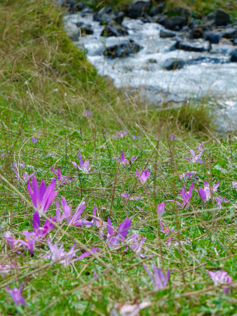 Purple wildflowers cover the grassy area near a flowing stream. The vibrant colors contrast with the clear water, creating a tranquil atmosphere in nature.の写真素材
