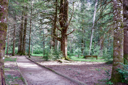 A peaceful forest features a winding path surrounded by tall trees and lush greenery. A wooden bench invites visitors to relax and enjoy nature's beauty in bright sunlight.の写真素材