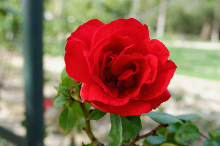 A vibrant red rose showcases its full bloom in a lush garden, surrounded by green leaves under clear blue skies, enjoying a beautiful afternoon in nature.の写真素材