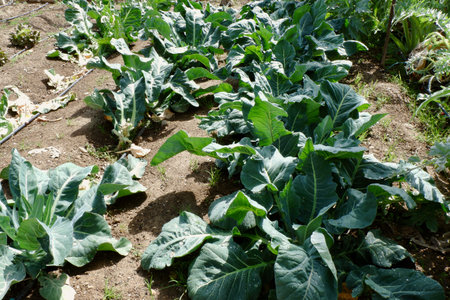 A thriving vegetable garden features abundant collard greens, their large leaves catching sunlight in a rural area during a sunny afternoon, highlighting growth and freshness.の写真素材
