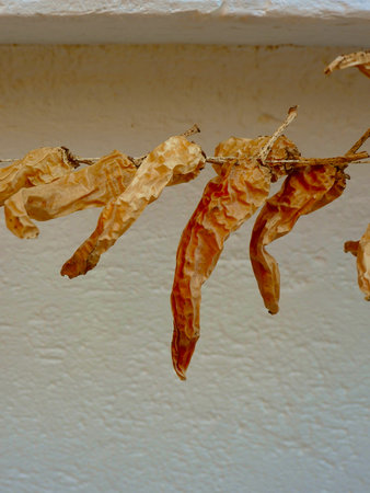 Dried spicy peppers are strung together on twine and displayed against a smooth, light-colored wall in a cozy kitchen space, capturing a rustic culinary charm.の写真素材