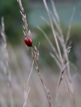 A bright red ladybug is perched on dried grass, surrounded by a natural backdrop. The scene captures the essence of a peaceful afternoon in the wild.の写真素材