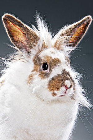 Portrait of a white ginger rabbit. Background grayの写真素材