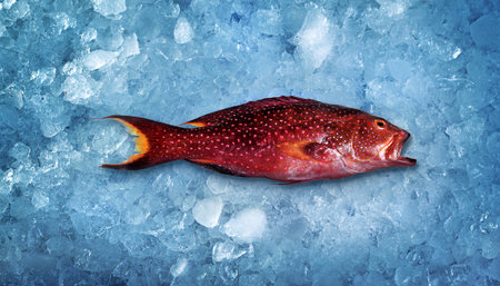 A long red fish in a pink dot and a yellow-red tail lying on the cold blue ice. Top view