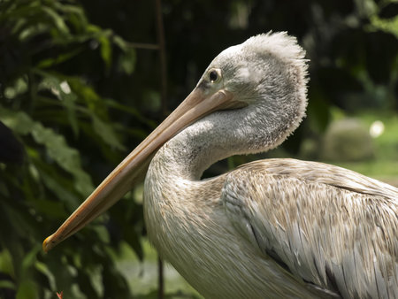 The Great White Pelican (Pelecanus onocrotalus)の写真素材